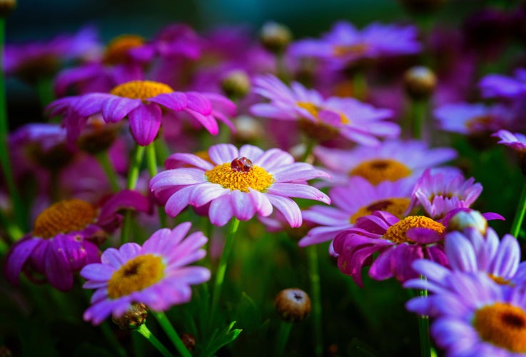 Spanske margueritter – få margueritblomster i flere farver
